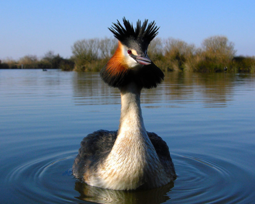 Découverte de la Réserve ornithologique du Teich